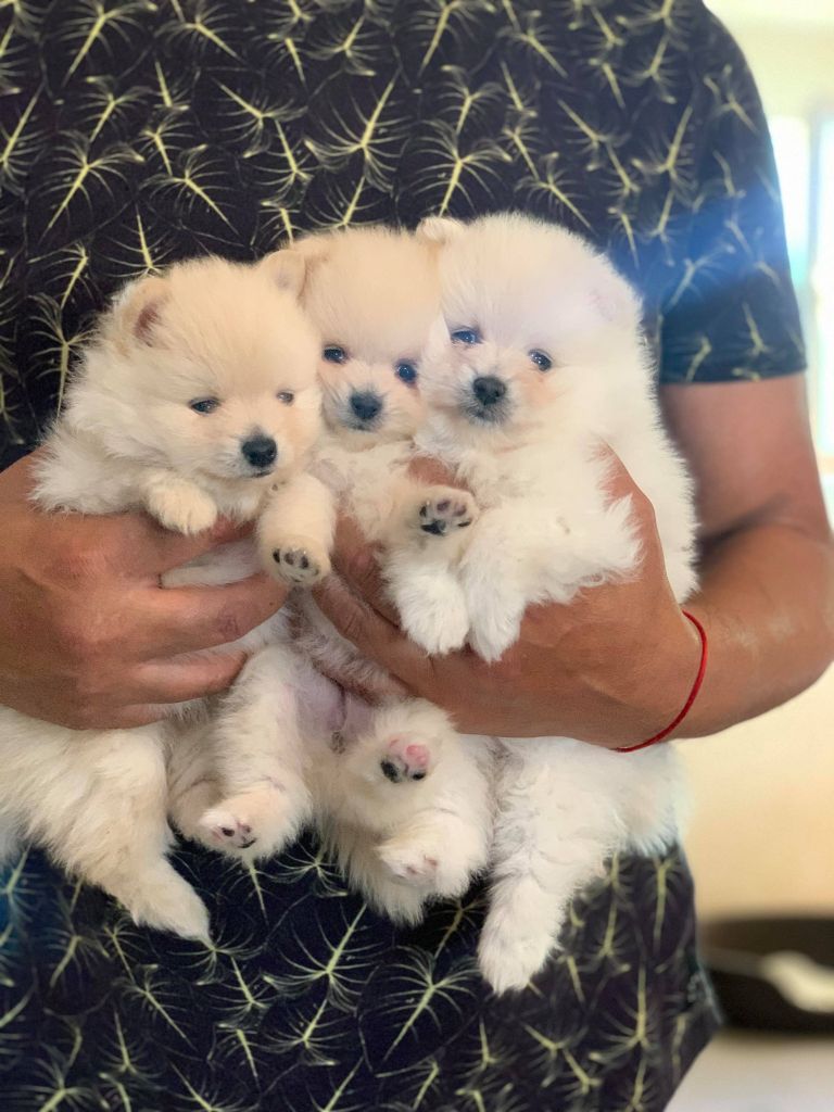 bébés spitz à réserver 