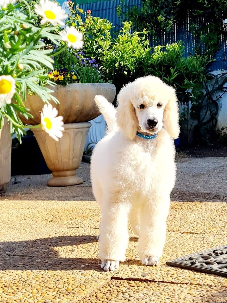 CHIOT