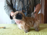 CHIOT