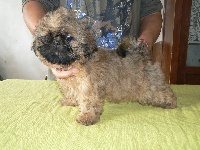 CHIOT