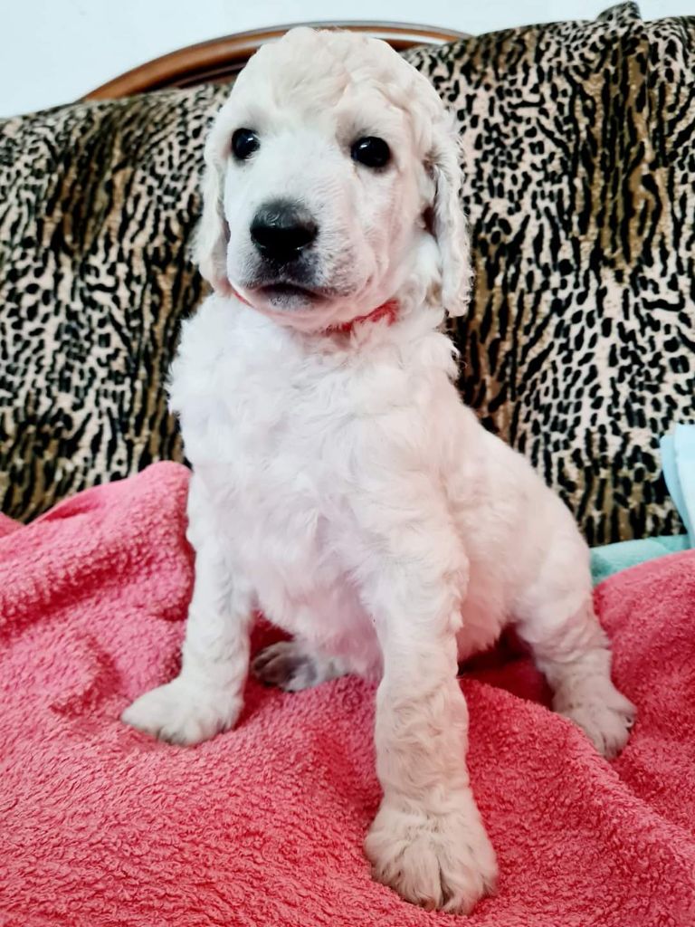 CHIOT
