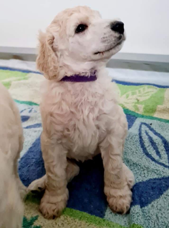 CHIOT